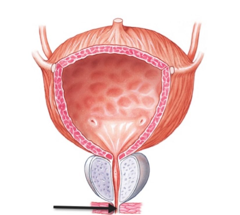 <p>Name the structure </p>