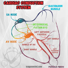 <p>Match the term to the definition pertaining to the Cardiac Conduction System:</p><p></p><ol><li><p>SA Node</p></li><li><p>AV Node</p></li><li><p>AV Bundle (bundle of His)</p></li><li><p>Right &amp; Left Bundle Branches</p></li><li><p>Purkinje Fibers</p></li></ol><p></p><p>A. Continue down both sides of ventricular septum; bundles of rapidly conducting Purkinje Fibers</p><p></p><p>B. Upper part of the interventricular septum; start of ventricular conduction system</p><p></p><p>C. Pacemaker of the heart; located on superior wall of right atria</p><p></p><p>D. Relays impulses from atria to ventricles with a delay for atrial contraction; only pathway thru AV valves</p><p></p><p>E. Continuation of bundle branches; rapidly distribution depolarization to ventricular myocytes</p>