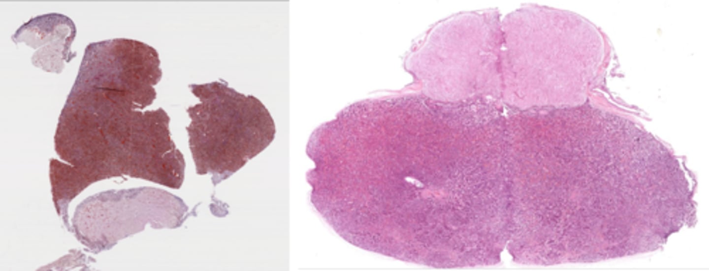 <p>Identify the organ</p>