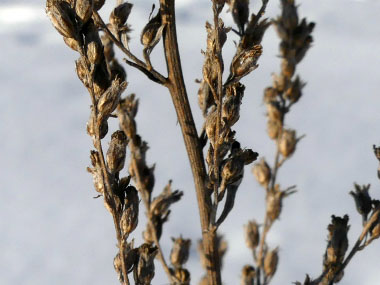 <p>Mugwort (winter)</p>