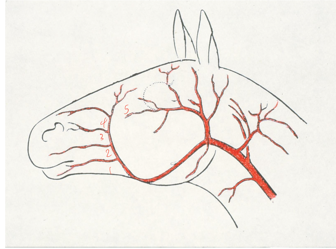 <p>what are the branches of the facial artery</p>