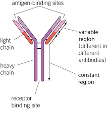 <ul><li><p>Antibodies are Y shaped glycoprotein molecules, called immunoglobulins.</p><p></p><p></p></li><li><p>They have a <mark data-color="yellow" style="background-color: yellow; color: inherit">quaternary structure</mark> as each molecule is made  of <mark data-color="yellow" style="background-color: yellow; color: inherit">4 polypeptide chains</mark>, held together by <mark data-color="yellow" style="background-color: yellow; color: inherit">disulphide bonds / bridges.</mark></p><p></p><p></p></li><li><p><span>The binding sites are <mark data-color="yellow" style="background-color: yellow; color: inherit">variable regions</mark> that have <mark data-color="yellow" style="background-color: yellow; color: inherit">specific complementary</mark> shapes to the antigen. As there are two binding sites, two different antigens can be joined by one antibody molecule. This is called agglutination. </span></p></li></ul><p></p><ul><li><p><span>The hinge region is flexible, allowing the antibody to flex and bind to two antigens on the same organism when they are different distances apart.</span></p></li></ul><p></p>