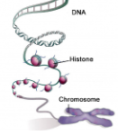 <p>Chromosomes are linear, located in the nucleus. DNA is wrapped around proteins called histones, allowing for condensing and packaging of DNA.</p>