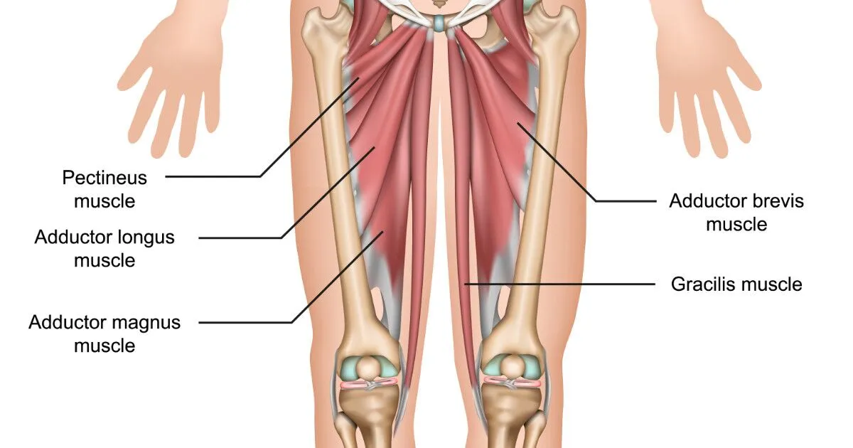 <p><span>Thigh adductors include what?</span></p>