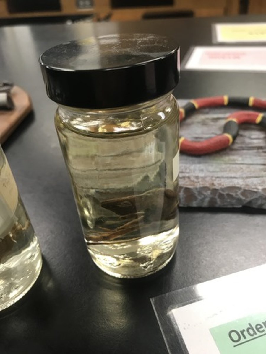 <p>For the following specimen(s), give the entire taxonomy and the name of the specimen(s)</p>