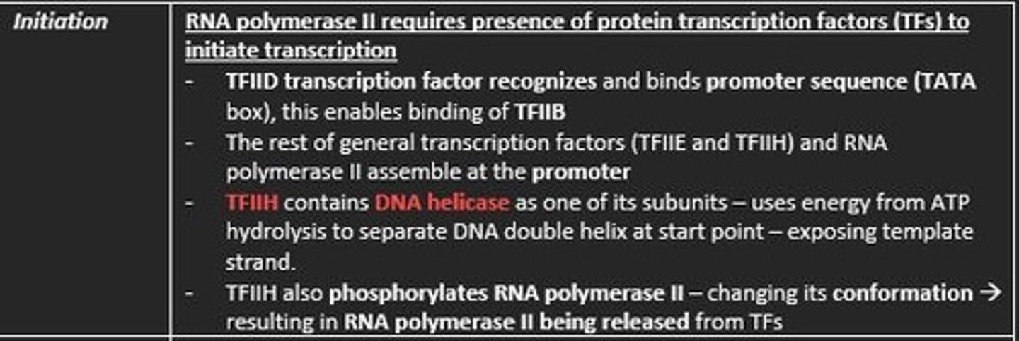 <p>1. Transcription factor TFIID recognize TATA box</p><p>2. RNA polymerase II bind to DNA promoter</p><p>3. TFIIH contains DNA helicase</p><p>4. TFIIH also phosphorylates RNA polymerase II - detaching it from TFs</p>
