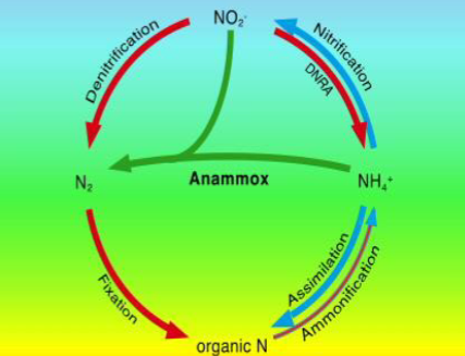 <p>Nitrite is combined with ammonium to remove combined N as N<sub>2</sub></p><p>combines nitrification and denitrification</p><p>some organisms can do this and they are chemolithoautotrophic </p><p>strictly anaerobic process</p><p>discovered in wastewater from a dutch yeast factory</p>