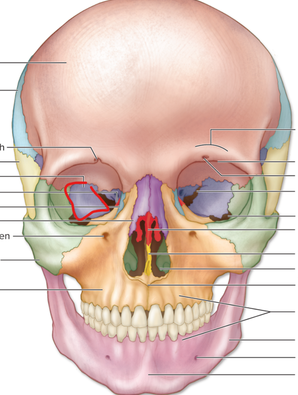 knowt flashcard image