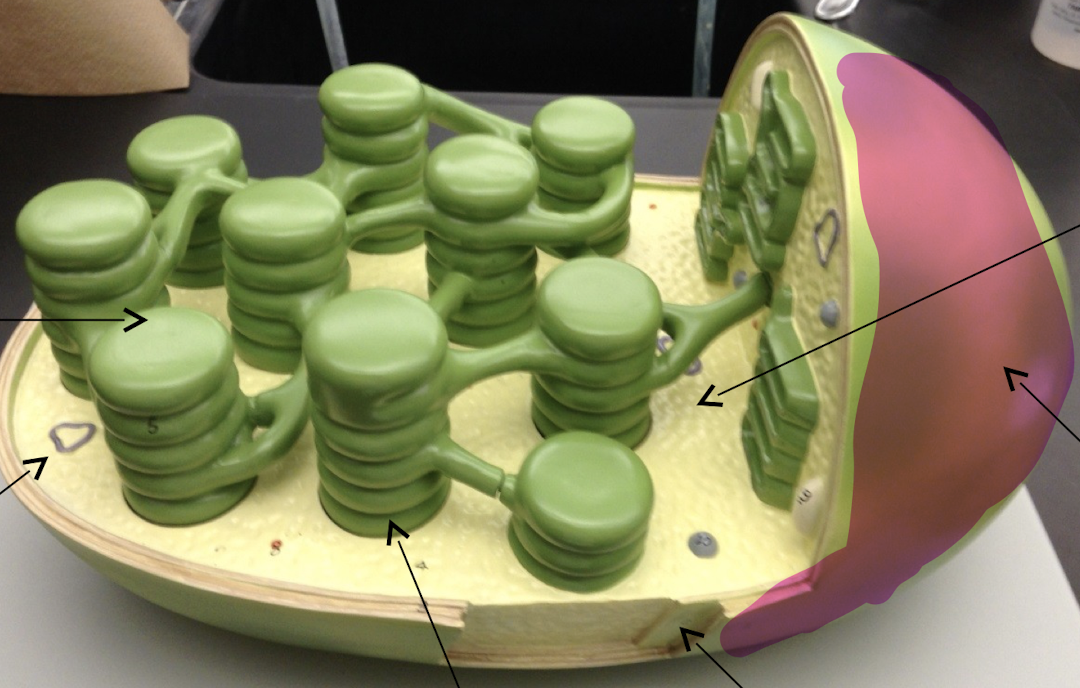 Chloroplast model

\
What is pointed?