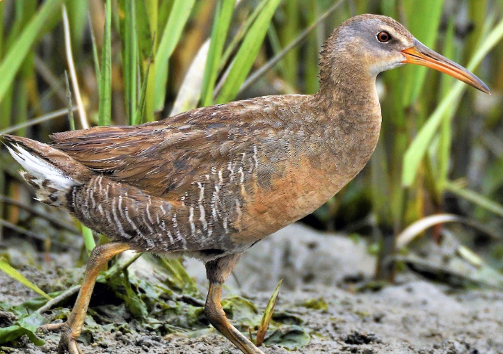 <p>What bird is this?</p>