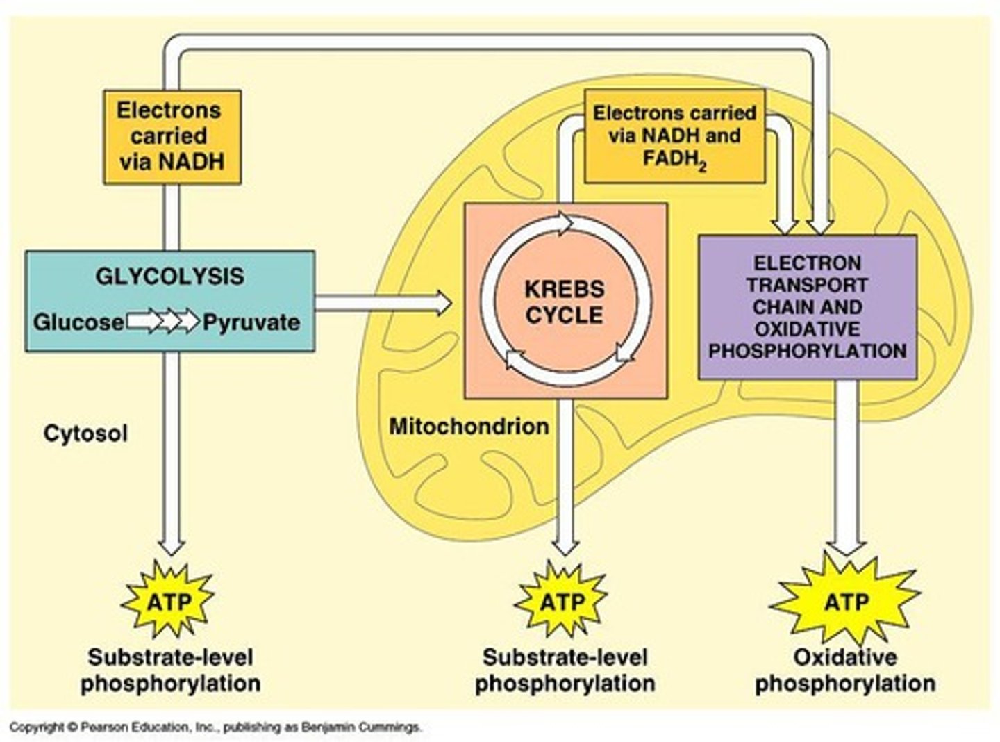 <p>Three stages: Glycolysis, Pyruvate oxidation and the citric acid cycle, Oxidative phosphorylation.</p>