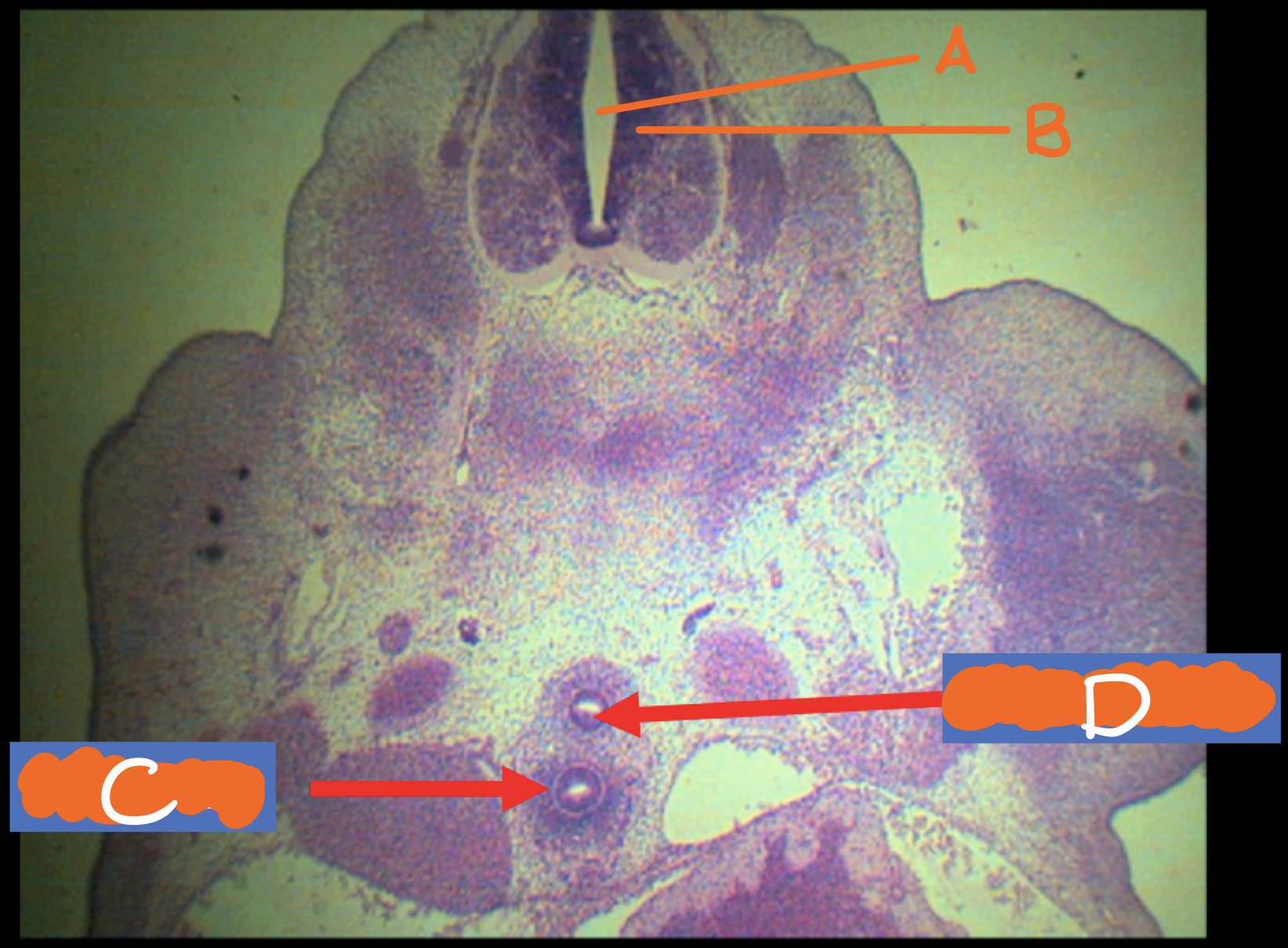 <p>Identify the structures</p>