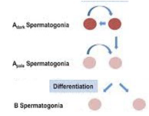 * Type A dark (Ad) spermatogonia: stem cells of the seminiferous epithelium
* Type A pale (Ap) spermatogonia: commited to differentiation
* Type B spermatogonia: differentiated from type A
