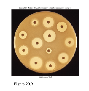 <ul><li><p style="text-align: left;"><span><span>You have some bacterial growth media in a dish and add bacteria to the surface, </span></span></p></li><li><p style="text-align: left;"><span><span>Then you add filter paper discs, and each disc has a known concentration of a different antibiotic</span></span></p></li><li><p style="text-align: left;"><span><span>Then you incubate it, and the antibiotic&nbsp;will diffuse out of the disk into the media</span></span></p></li><li><p style="text-align: left;"><span><span>Whereever the antibiotic inhibits or kills the bacteria, you will see a </span><u><span>zone of inhibition</span></u></span></p></li><li><p style="text-align: left;"><span><span>You can then measure the diameter of that zone and it will tell you if that bacteria is resistant or susceptible to the antibiotic</span></span></p></li></ul><p></p>