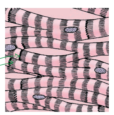<ul><li><p><span>&nbsp;Found in the heart wall</span></p></li><li><p><span>&nbsp;Helps to circulate blood &amp; to maintain blood pressure</span></p></li></ul><p></p><ul><li><p><span>Branched muscle fibres</span></p></li><li><p><span>Striated (dark &amp; light bands)</span></p></li><li><p><span>1-2 central nuclei</span></p></li><li><p><span>Intercalated discs</span></p></li><li><p><span>Innervated by the autonomic nervous system</span></p></li></ul>