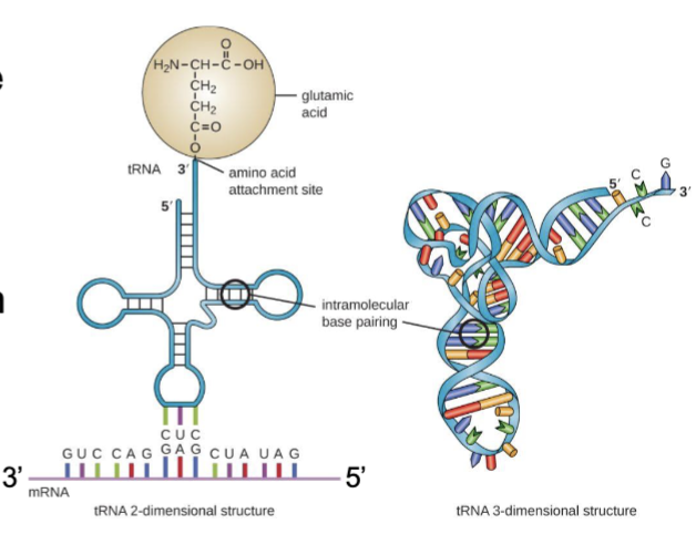 <p>permit tRNA molecules to recognize codons in mRNA by complementary base pairing</p>