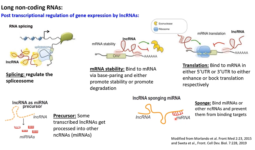 <p>Long non-coding RNAs: long RNAs (&gt;200 nt) with no obvious open reading frame (ORF)</p><ul><li><p>classified based on where they are made from within the genome</p></li></ul><p></p><p>function: </p><ul><li><p>functions both in the nucleus and the cytoplasm. can influence chromosome architecture, transcription, translation, epigenetic regulation, protein localization, and protein function</p></li></ul><p></p><p>Biosynthesis</p><ul><li><p>encoded by genes that typically have their own promoters</p></li><li><p>promoters are simular to protein-coding genes so IncRNAs are expressed in a developmental, cell type-specific, and context-dependent manner</p></li><li><p>processed like mRNAs</p></li><li><p>can be alternatively spliced like mRNAs</p></li><li><p>some evidence that they get translated into proteins</p><p></p></li></ul><p></p>