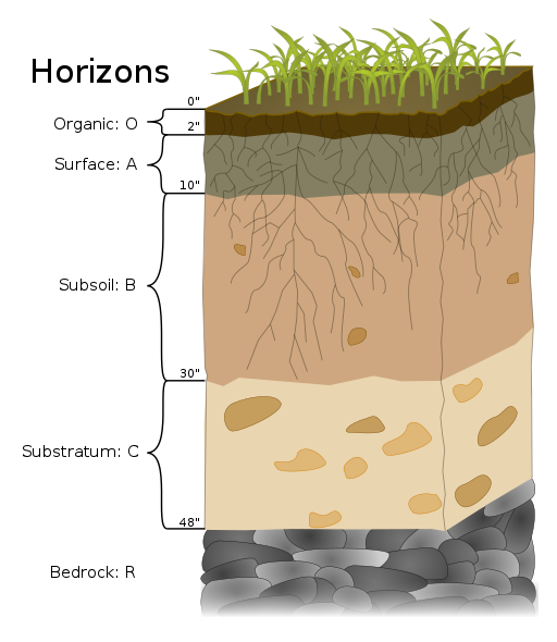 Climate:

Average temperature & precipitation amounts play a big factor & affects the rate or presence of:

* Chemical & mechanical weathering
* Plant growth
* Biological activity (decomposition)
* Dissolved materials
* Erosion

Soil forms readily:

* Temperate to tropic conditions
* Moderate amounts of precipitation

\
Parent Material

Different types of bedrock & unconsolidated sediments

* Quartz-rich parent material, (granite, sandstone, or loose sand) = development of sandy soils
* Quartz-poor material (such as shale or basalt) = soils with little sand, and in some cases with elevated clay levels.

Provide important nutrients

* Apatite (calcium phosphate mineral) = source of P to soil

Influences pH of soil

\
Time

Soil needs time to develop (1000’s of years!)

\
Organisms

Animals, microorganisms, fungi, plants

* Increase weathering rates
* Stabilize soil
* Contribute organic matter

\
Topography (relief)

Soil can only develop where surface material can remain in place

Cannot develop in a region where rate of formation is less than rate of erosion (think steepness & slope shape)

\
Soil Horizons

O – a layer of organic matter,

A – a layer of partially decayed organic matter mixed with mineral material

E – an eluviated (leached) layer from which some of the clay, dissolved material & other minerals have been removed = a pale layer (may be sandier than the other layers)

B – a layer of accumulation of clay, minerals, and other elements from the overlying soil

C – a layer of incomplete weathering, which grades down into unaltered parent material (R horizon)

R – bedrock