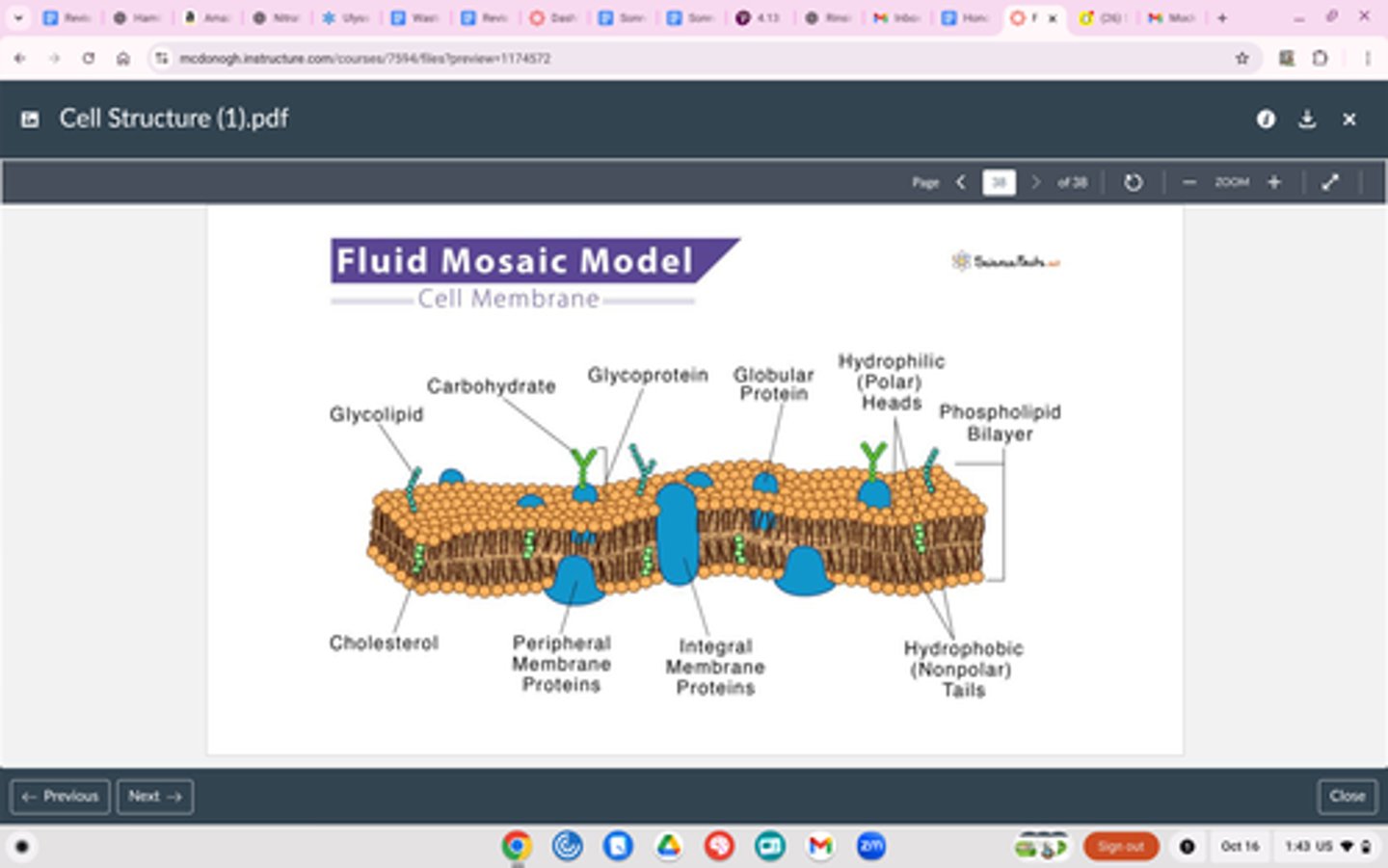 <p>Structure</p><p>Surrounds the outside of all cells</p><p>Made of two layers of phospholipids</p><p>Has embedded proteins</p><p>Function</p><p>Control what goes in and out of the cell</p><p>"Fluid-Mosaic Model" - composed of many parts that move around freely</p>