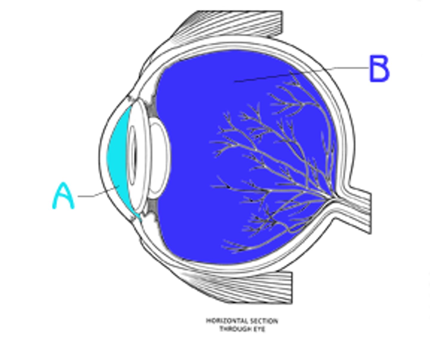<p>Fluid-filled space between cornea and lens</p>