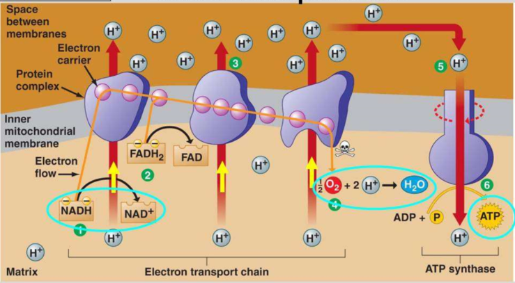 <ul><li><p><strong>NADH </strong>and <strong>FADH<sub>2 </sub></strong>produced in the Krebs cycle are <strong>oxidised </strong>by losing <strong>hydrogen atoms</strong>, which split into <strong>H<sup>+</sup> ions</strong> (protons) and <strong>electrons</strong></p></li><li><p>These high energy electrons enter the <strong>electron transport chain</strong>, releasing <strong>energy </strong>as they move down levels</p></li><li><p>This energy is used to transport <strong>protons </strong>from the mitochondrial matrix into the <strong>intermembrane space</strong>, creating a <strong>proton gradient</strong></p></li><li><p>The protons return to the matrix via <strong>facilitated diffusion </strong>through <strong>ATP synthase</strong> channel proteins, which converts ADP into <strong>ATP </strong>(this is <strong>chemiosmosis</strong>)</p></li><li><p>The protons and electrons at the end of this process combine with <strong>oxygen </strong>(the final electron acceptor) to form <strong>water</strong></p></li></ul><p></p>