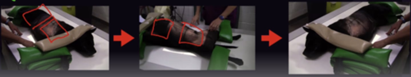 <p>Write a list of the order the radiographs will be taken</p><p>e.g. Left Laterals → Roll → Ventrodorsal → Roll → Right Laterals</p>