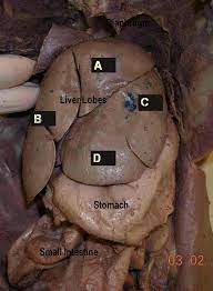 <p>A large, reddish-brown organ located in the upper right portion of the abdomen. It plays a vital role in various metabolic processes, including detoxification, protein synthesis, and production of bile.</p>