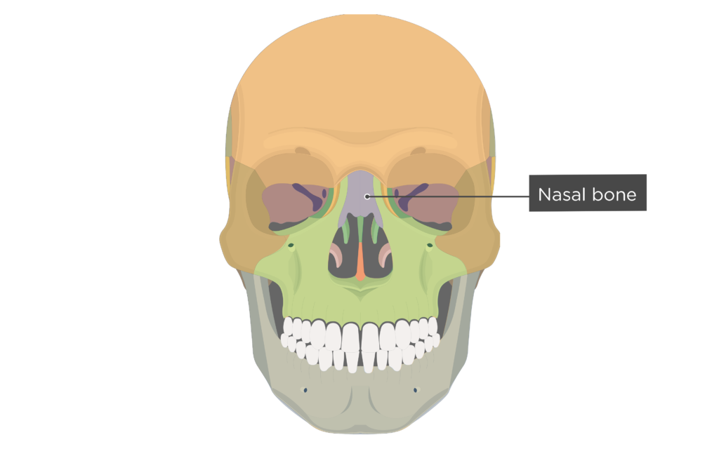 <p>[BONES TO KNOW; facial] nose area</p>