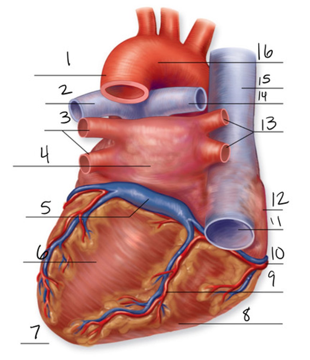 <p>What view of the heart is this?</p>