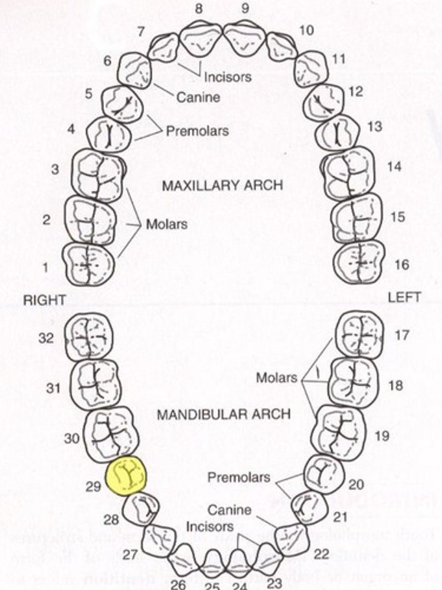 <p>Mandibular right second premolar</p>