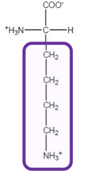 <p>Lys-K-polar,basic and positively charged due to amino group</p>
