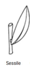 <p>Sessile</p>
