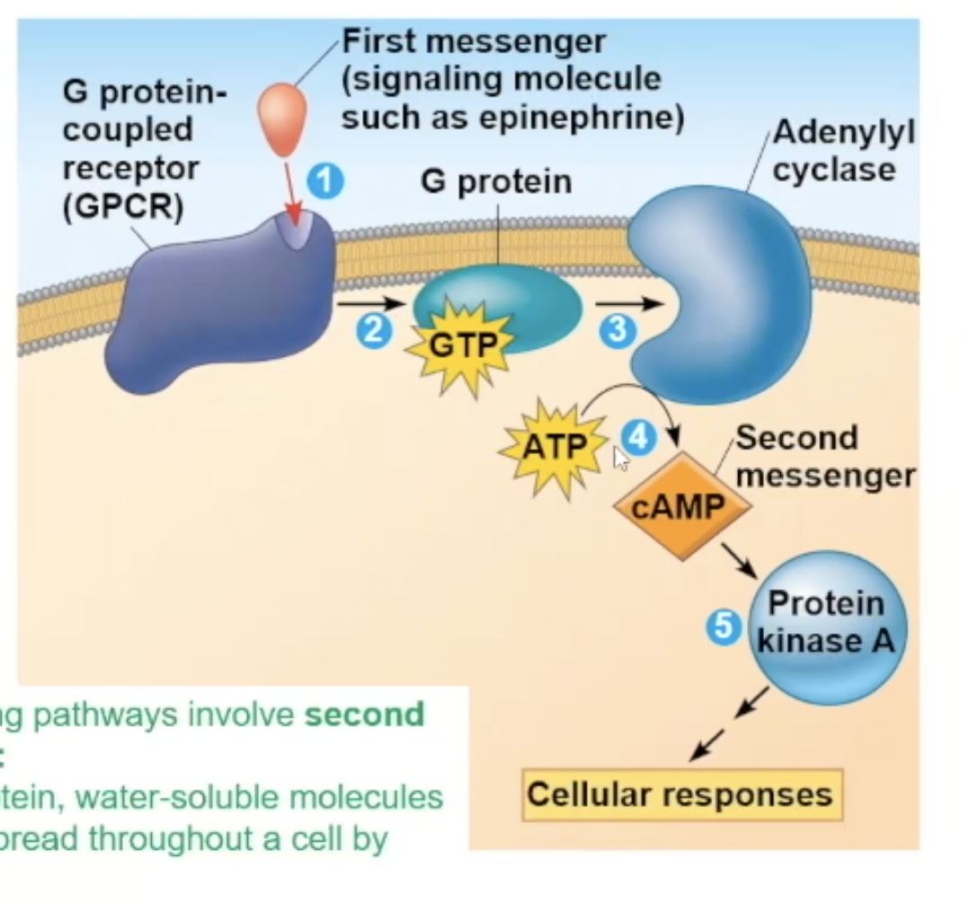 <ul><li><p>One of the main targets of the cAMP secondary messenger</p></li><li><p>cAMP binding will allow protein kinase A to activate</p></li><li><p>When protein kinase A gets activated, it phosphorylates other proteins/molecules</p></li></ul><p></p>