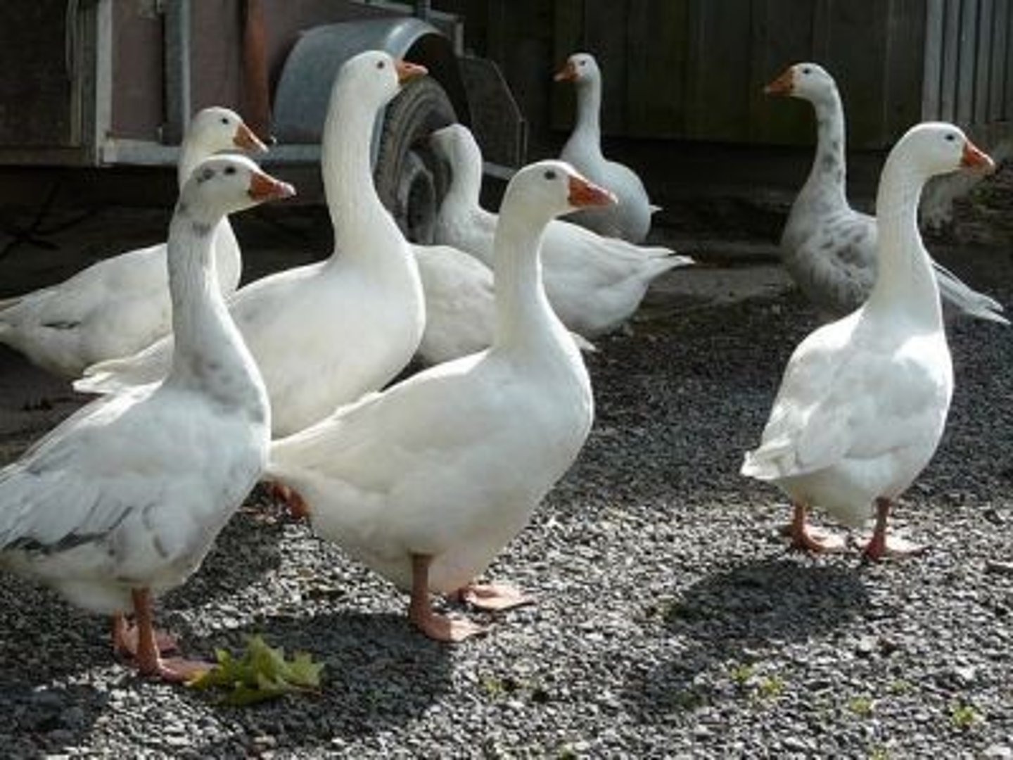 <p>geese</p>