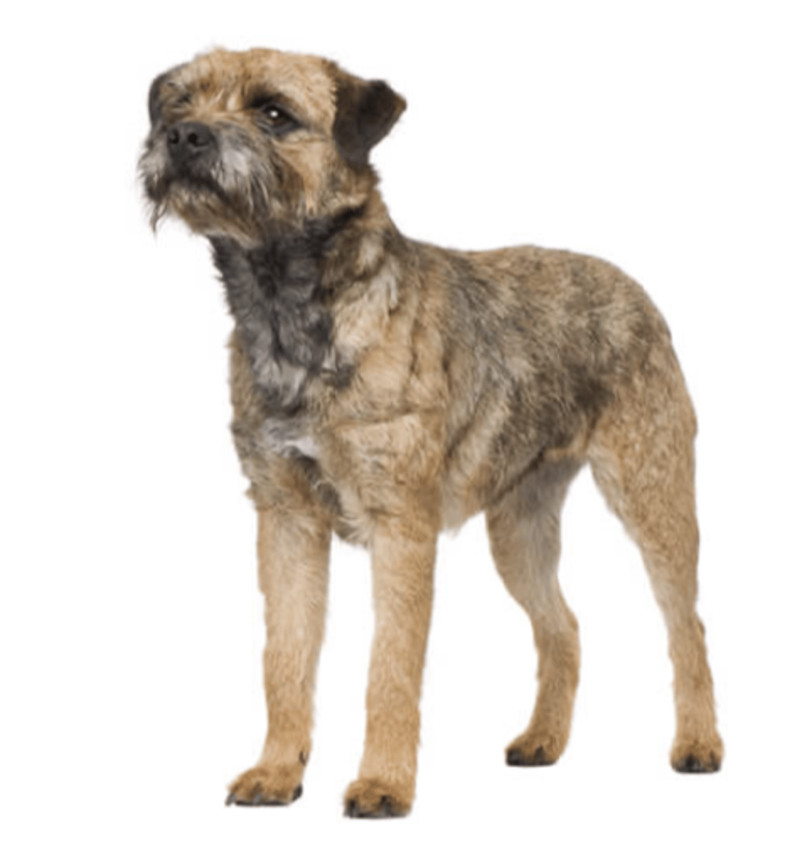 <p>FCI - 3, small V ears</p>
