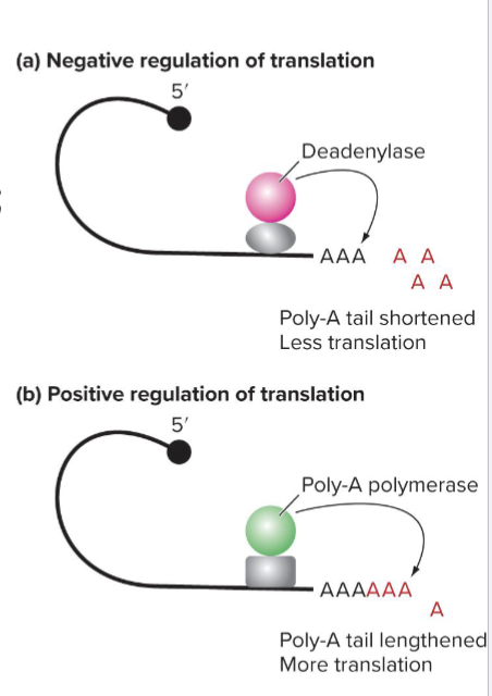 <ul><li><p>Longer poly-A tails bind PABP more efficiently</p></li><li><p>Translation initation complex forms more efficiently</p></li><li><p>Once tail is removed, mRNA is targeted for degradation</p></li></ul><p></p>