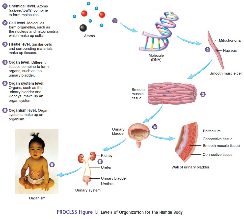 <ol><li><p>Chemical Level</p></li><li><p>Cell Level</p></li><li><p>Tissue Level</p></li><li><p>Organ Level</p></li><li><p>Organ System Level</p></li><li><p>Organism Level</p></li></ol>