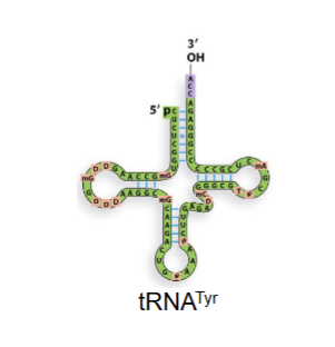 <p>trna that recognizes codon for tyrosie but doent necessarily have tyrosine aa attatched to it</p>
