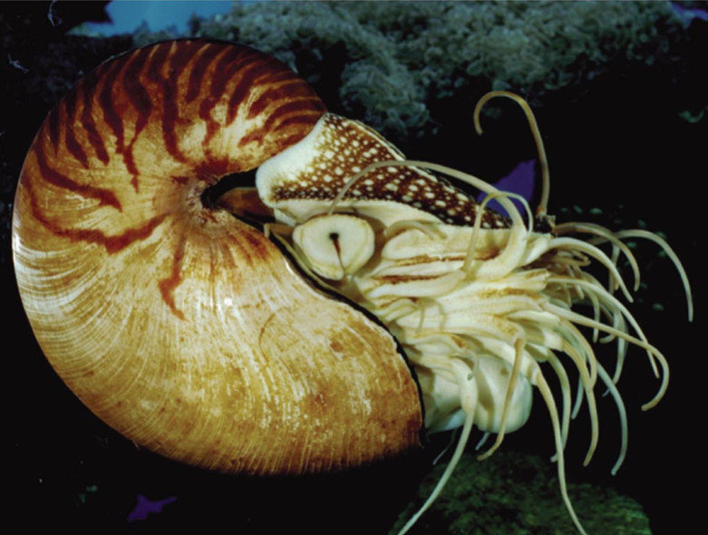 <p>Which group of cephalopods survive today? </p>