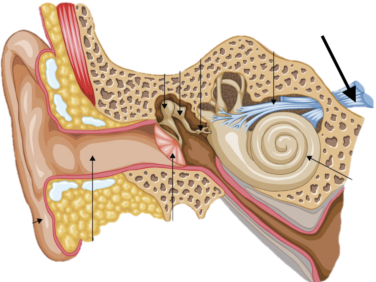 <p>Name the feature of the ear ossicle</p>