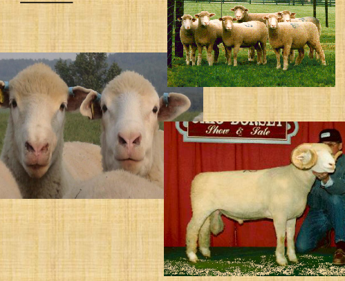 <p>what breed is this</p>