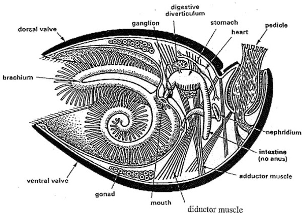 <p><span>•Sessile &amp; coelomate</span></p><p><span>•Protected between two hinged valves (top and bottom)</span></p><p><span>•Top shell is usually smaller than the bottom one</span></p><p><span>•Lophophore and pedicle present</span></p><p><span>•Abundant in fossil record (Paleozoic)</span></p><p><span>•Usually dioecious</span></p><p><span>Lost spiral cell cleavage</span></p><p><span>Classes:</span></p><p><span>Inarticulata</span></p><p><span>Articulata</span></p>