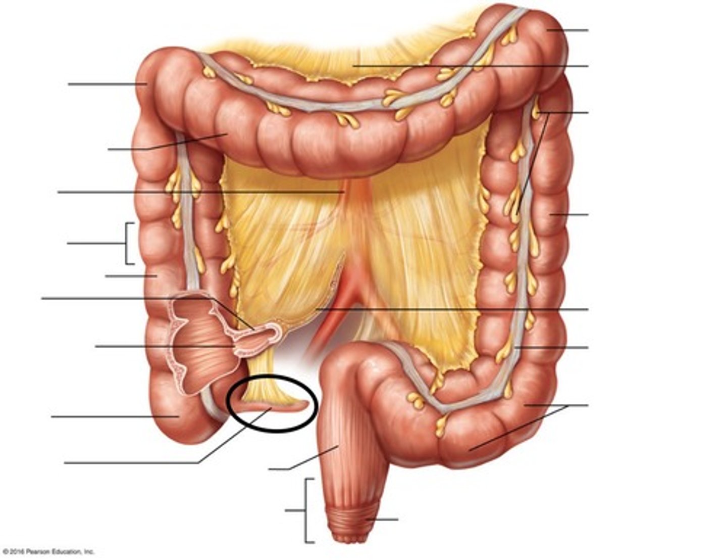 <p>On the right side of the abdomen</p>