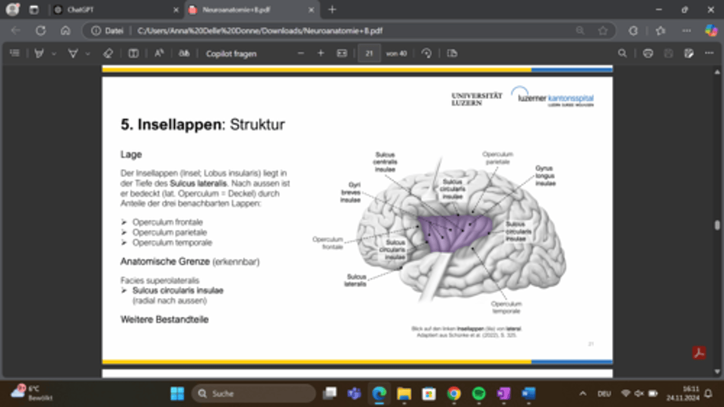 <p>Aufgrund der ___ Projektion kann eine einseitige Läsion des auditorischen Cortex oft durch die Gegenseite kompensiert werden.</p>