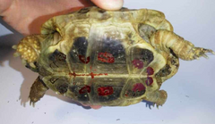 <p>What are the clinical signs of this tortoise suggesting?</p>