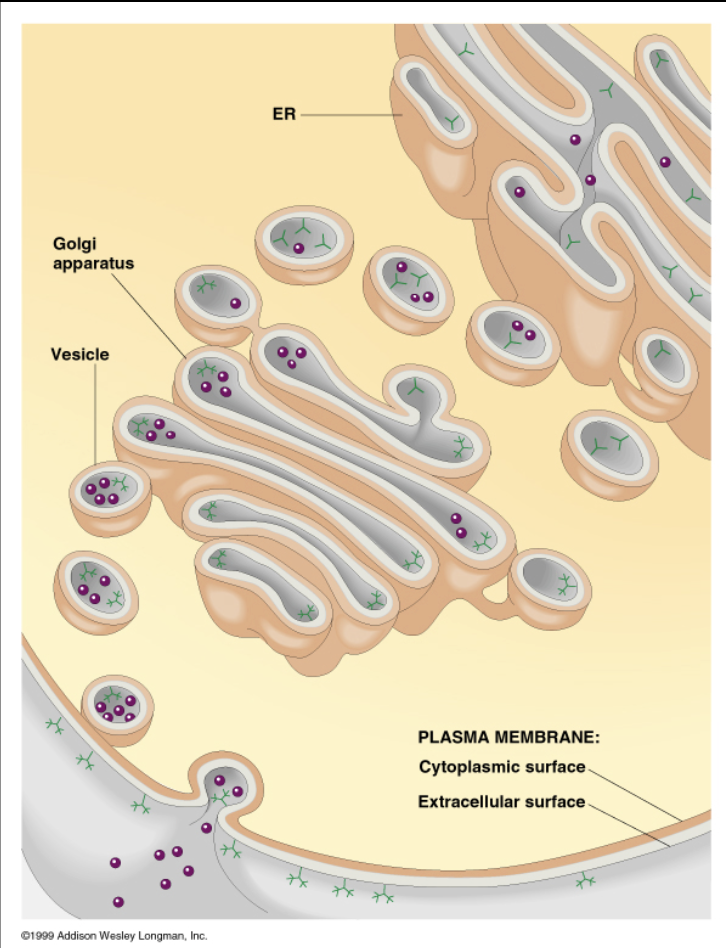 <p>Membranes are bifacial</p>