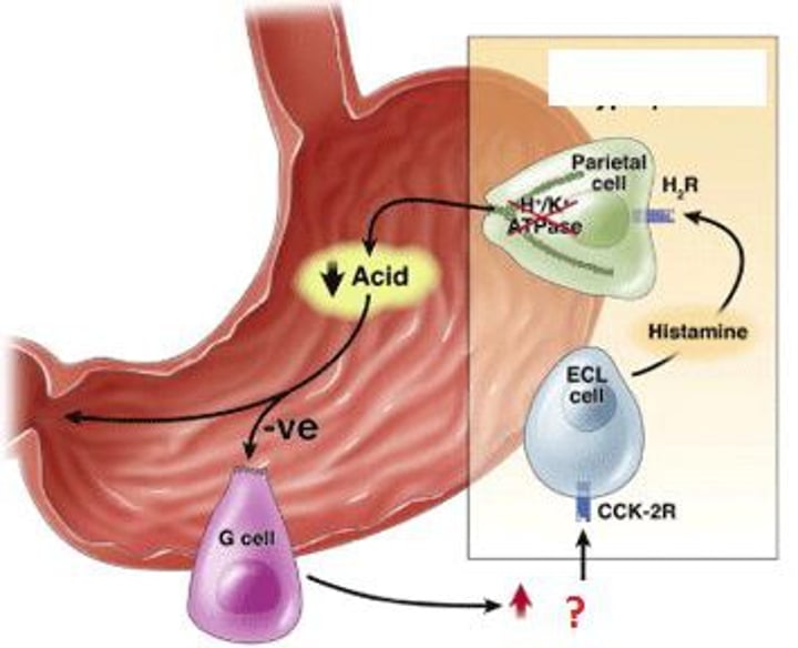 <p>-Hormone<br><br>-hormone secreted in the stomach that stimulates secretion of HCl and increases gastric motility<br>-<b>increases acid production</b>. Stimulated by food production</p>