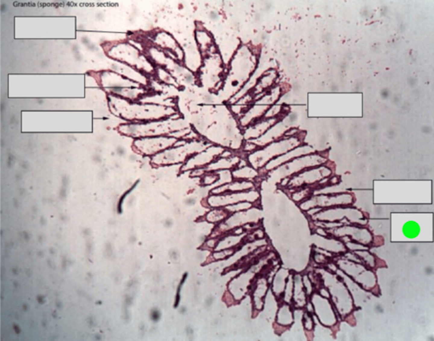 <p>Channels that extend from the spongocoel into the body of the sponge. They distribute water from the incurrent canals to the choanocyte-lined chambers.</p>