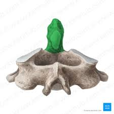 <p>name this bone of bone marking</p>