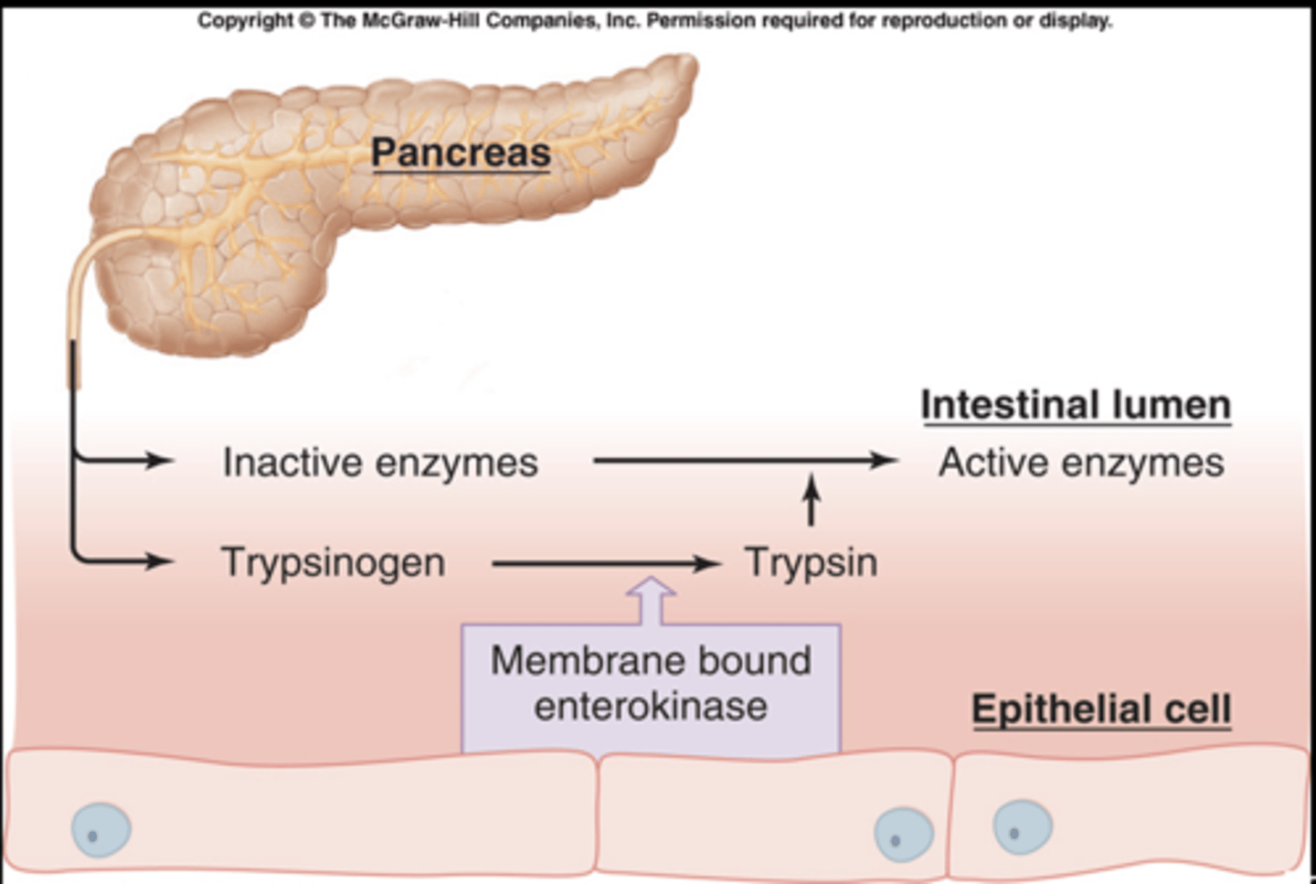 <p>________ enzymes secreted in the inactive form (zymogens)</p>